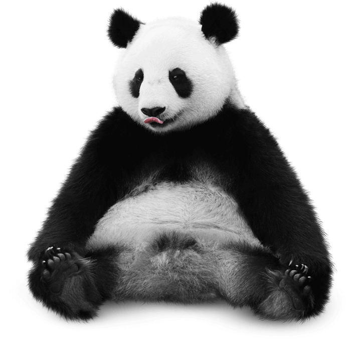 Panda istuu